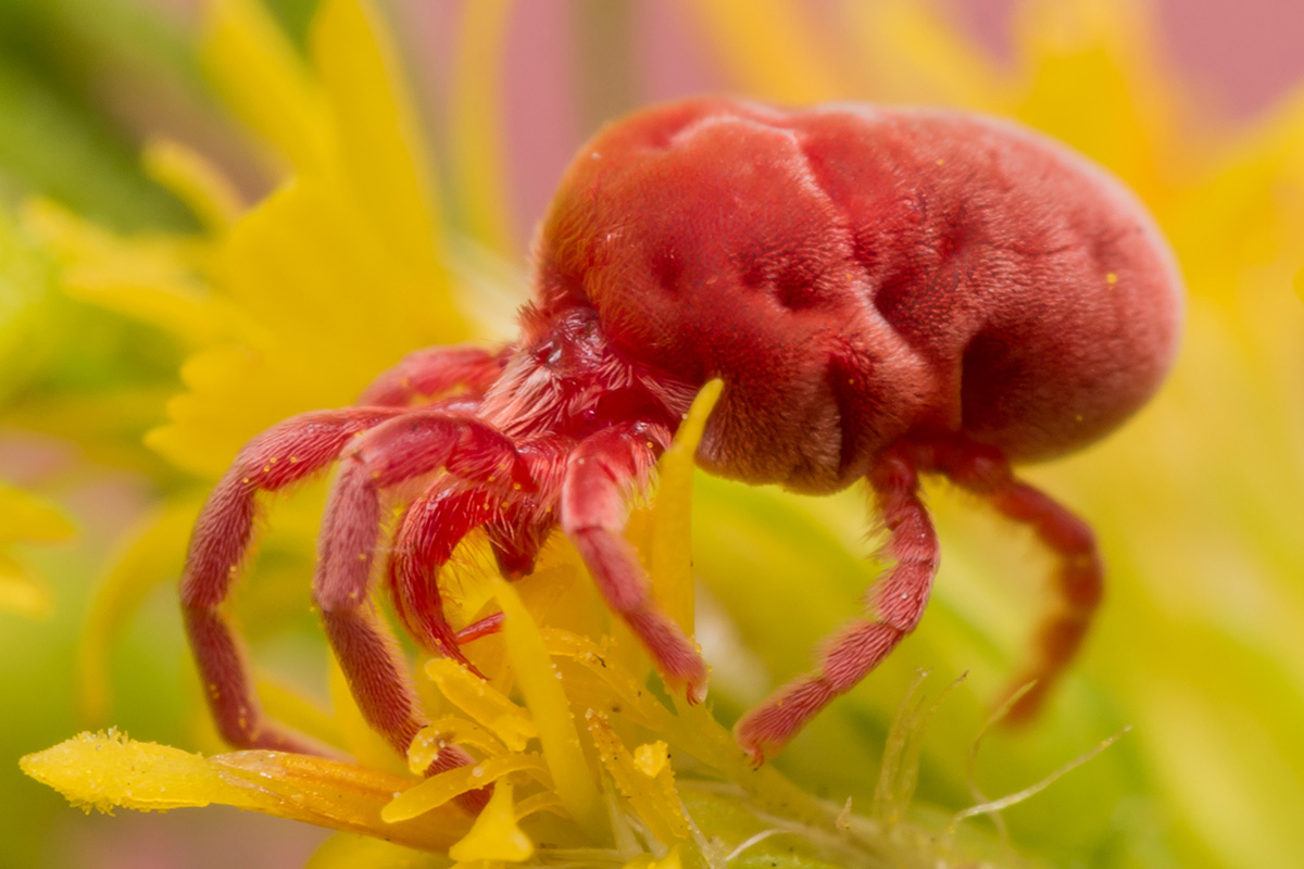 Natürliche Tiergesundheit – Milbenschutz im Herbst!