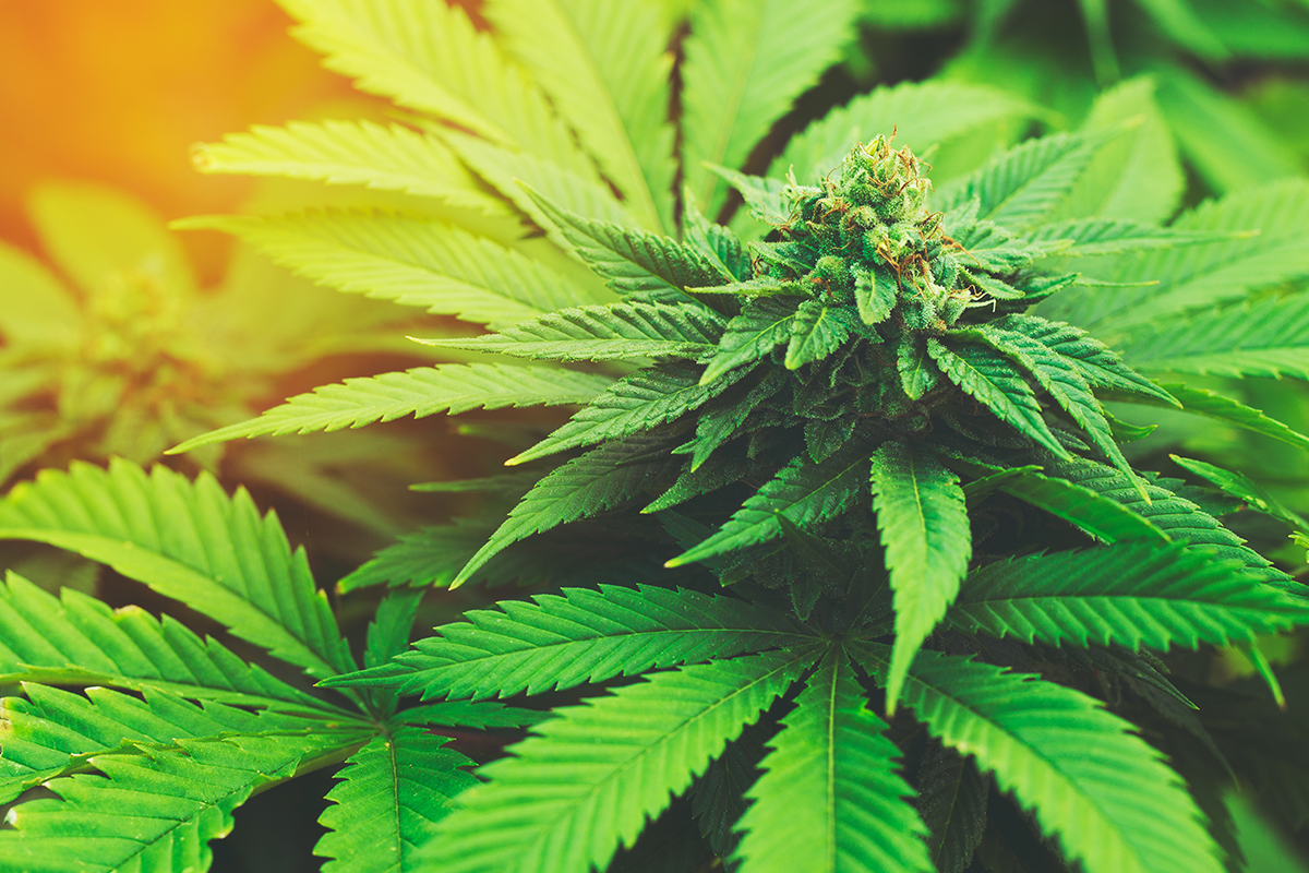 Hanf auf Kassenrezept – Gröhe gibt Cannabis frei!